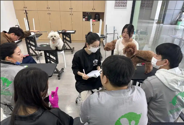 淮南市宠物美容宠物美容培训学校 - 厂家